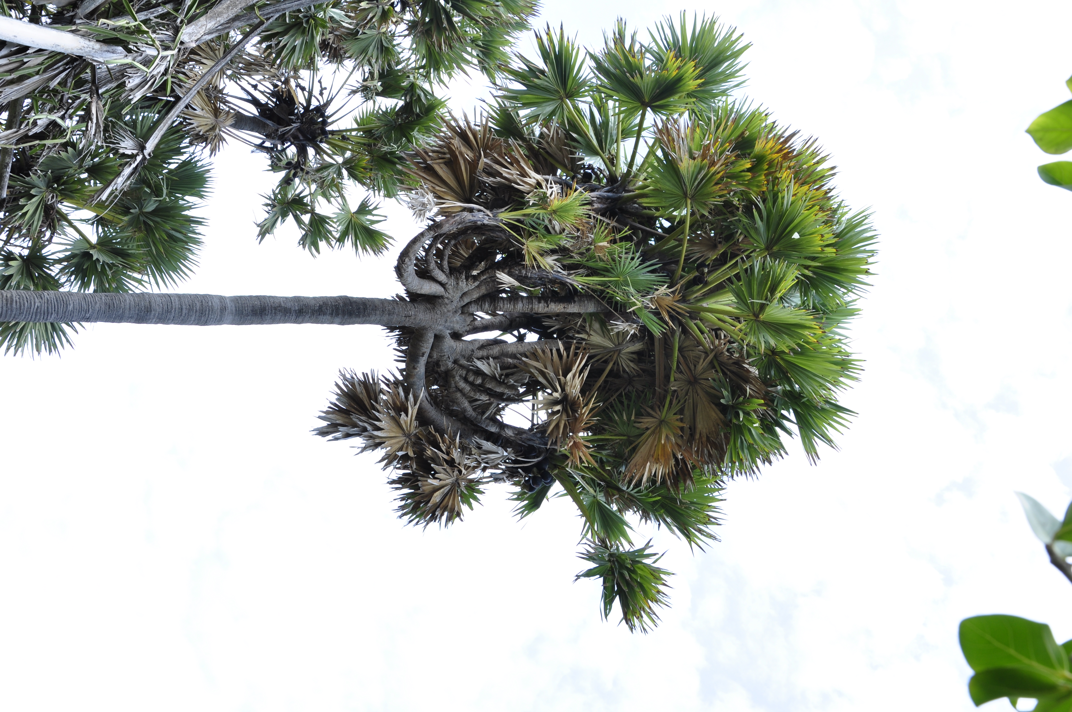 function/uploads/cultural/Branching Palms.JPG